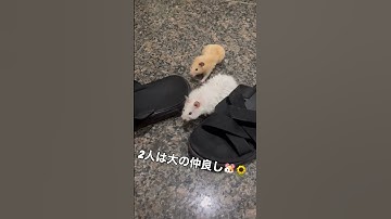 【シロップくん】シロップとおみつは兄弟です🐹🤍ヤンチャなシロップとおっとりおみつ🌼✨ #ハムスター #プリザント #おびび #シロップ #おみつ #プディ#にゃんちゅう#シロ #おみーつ
