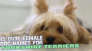 15 Cute Female Yorkie Names🐾