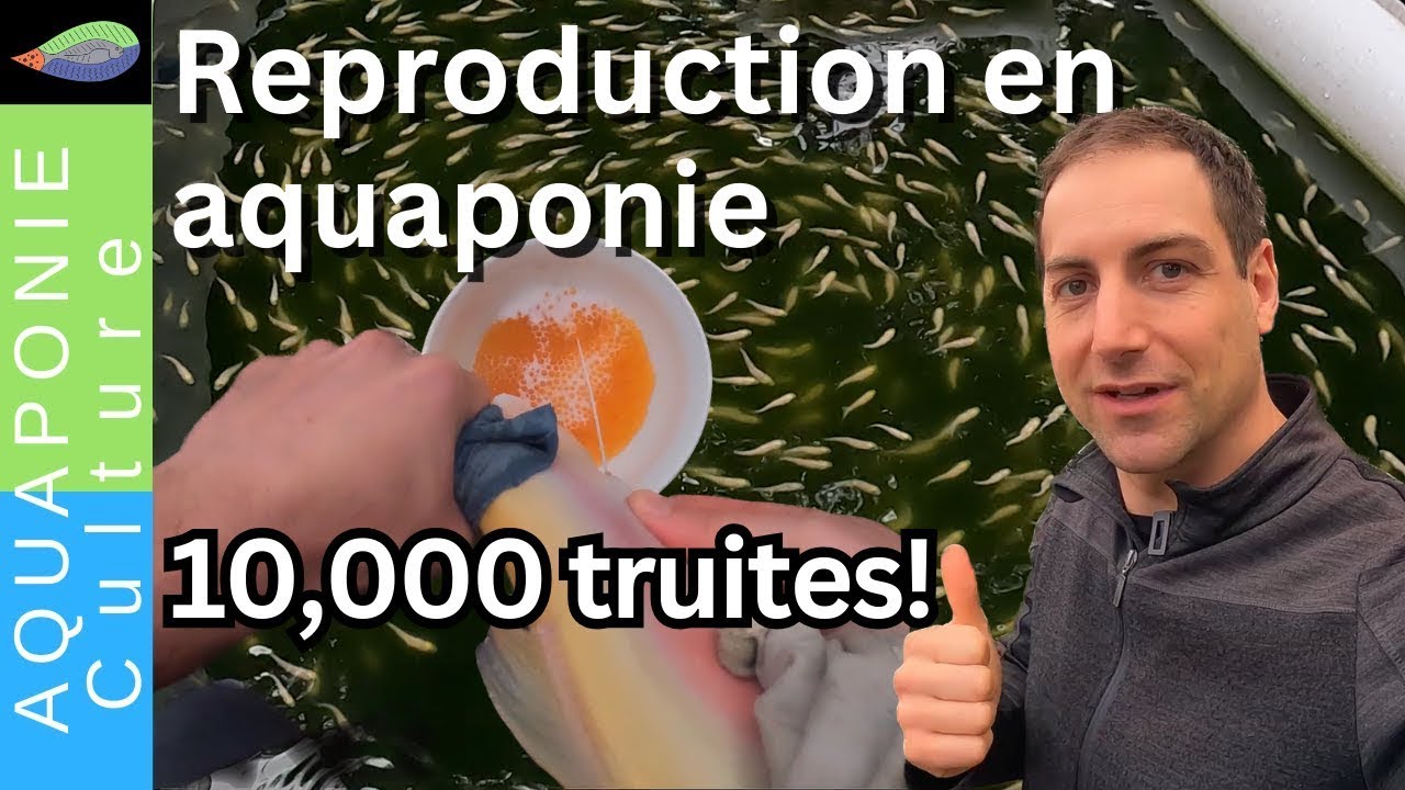 Reproduction de truites en aquaponie : Éclosion de 10 000 poissons dans mon jardin ! Video 1/2