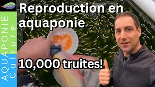 Reproduction de truites en aquaponie : Éclosion de 10 000 poissons dans mon jardin ! Video 1/2