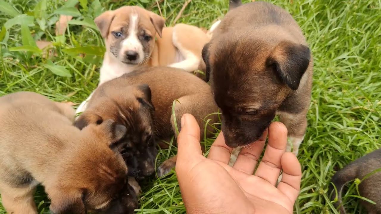 Peaceful Puppy Time | Soft, Sweet & Relaxing