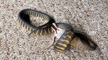 Python feeding (time lapse)