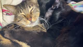 Six Seconds of Kitty Snuggles screenshot 3