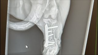 Radiographs review angular limb deformity