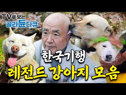 ⚠️Cute Alert⚠️ A collection of beloved dogs from "Korean Travelogue"｜The special friendship betwe...