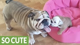 Bulldog mom preciously entertains her puppy