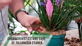 Characteristics and care of Tillandsia cyanea - TvAgro By Juan Gonzalo Angel