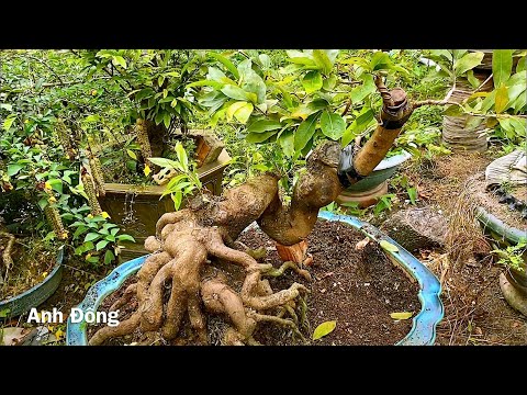 Video Cây mai bị lỗi ghép lại bây giờ ra sao - youtube