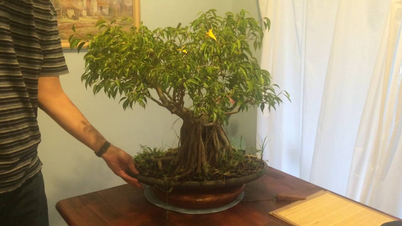 camera iphone 8 plus apk Ficus Bonsai