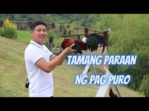 Video: Ano ang ibig mong sabihin sa pagbuo ng Gemmule?