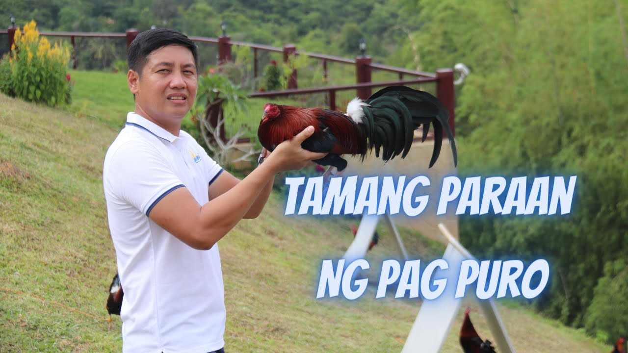 Inbreeding O Pagpapapuro: Paano Ito Gawin Ng Tama Dito Sa Pilipinas!