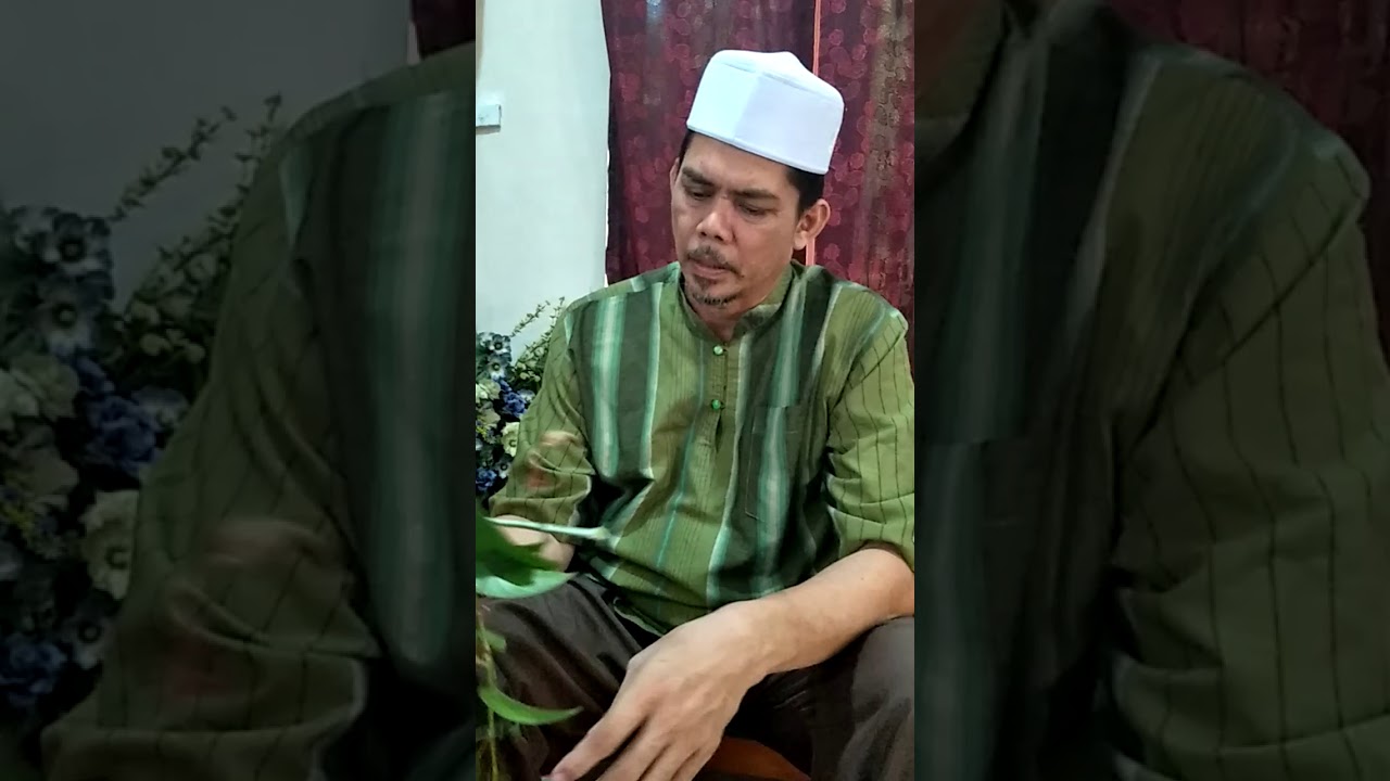 Daun semperai untuk ubat penyakit buasir InsyaAllah paling 