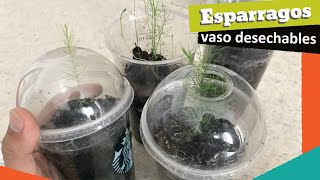 Como plantar semillas de espárragos en vasos desechables 🥤🥤Facil