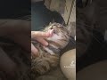 Cat. #cat #catlover #catlife #cats #catsoftiktok #catvideos #catlick