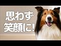散歩の感想を聞いてみたら、愛犬から最高の返事をもらいました【会話ボタンでしゃべる犬】 #犬 #ペット