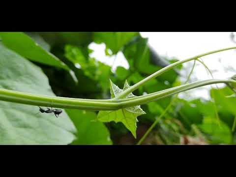 Phone videography nd colour grade @trucinemake - YouTube