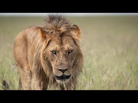 The young king 👑 SIMBA a young male lion growing so fast and turning into a true king. 🦁