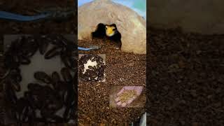 cara memberi makan leopard gecko