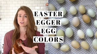 EASTER EGGER EGG COLORS | Tractor Supply Chicks