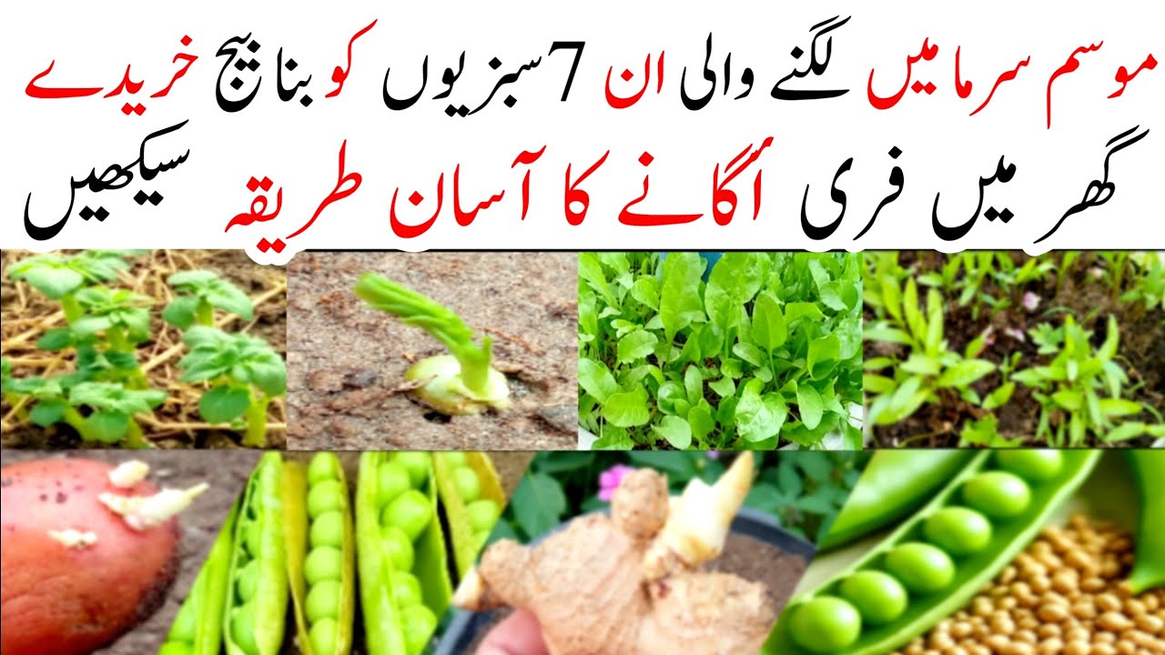 Top 7 vegetables to grow at home|grow vegetables from vegetables