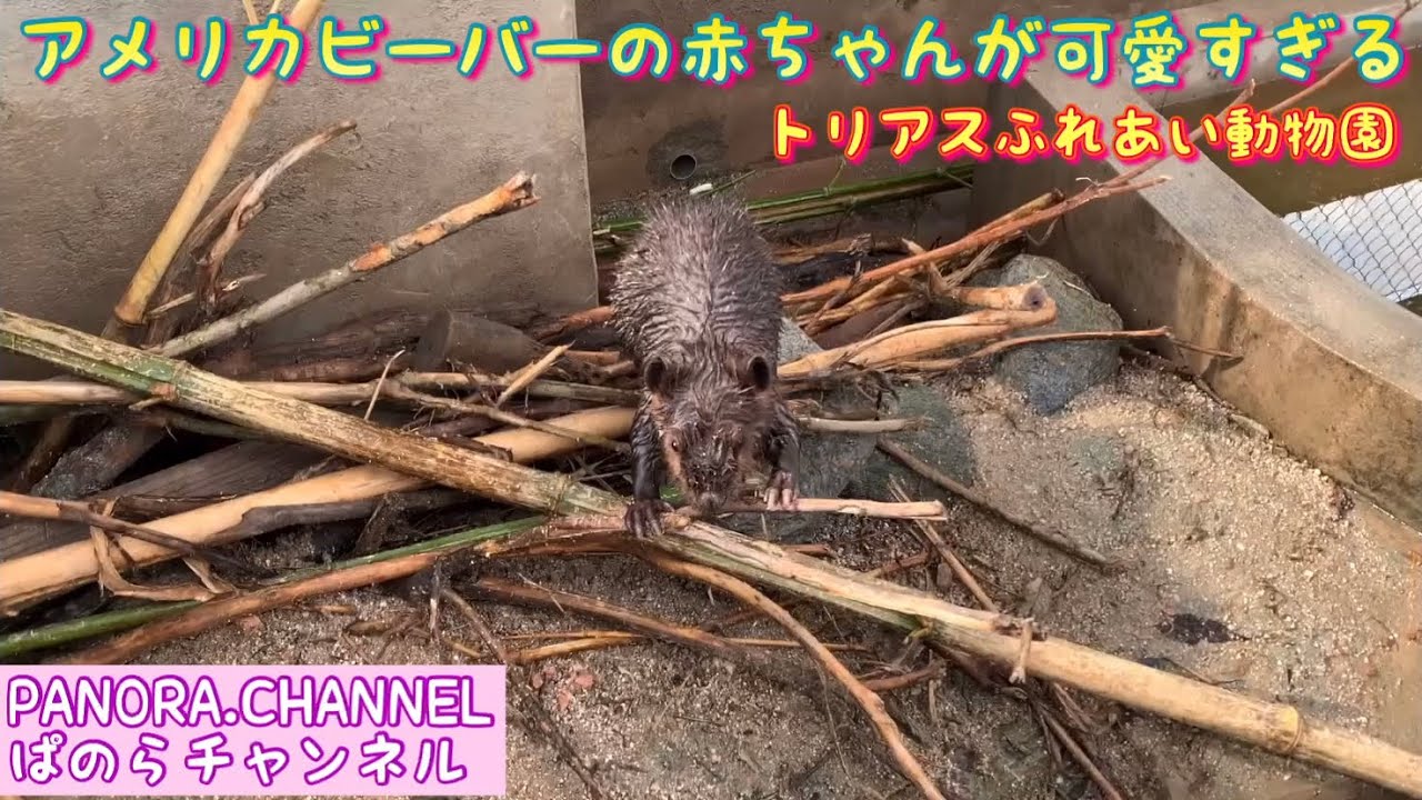 American Beaver Baby Is Too Cute Youtube