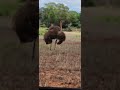 Crazy and ugly, female Ostrich #wildlife