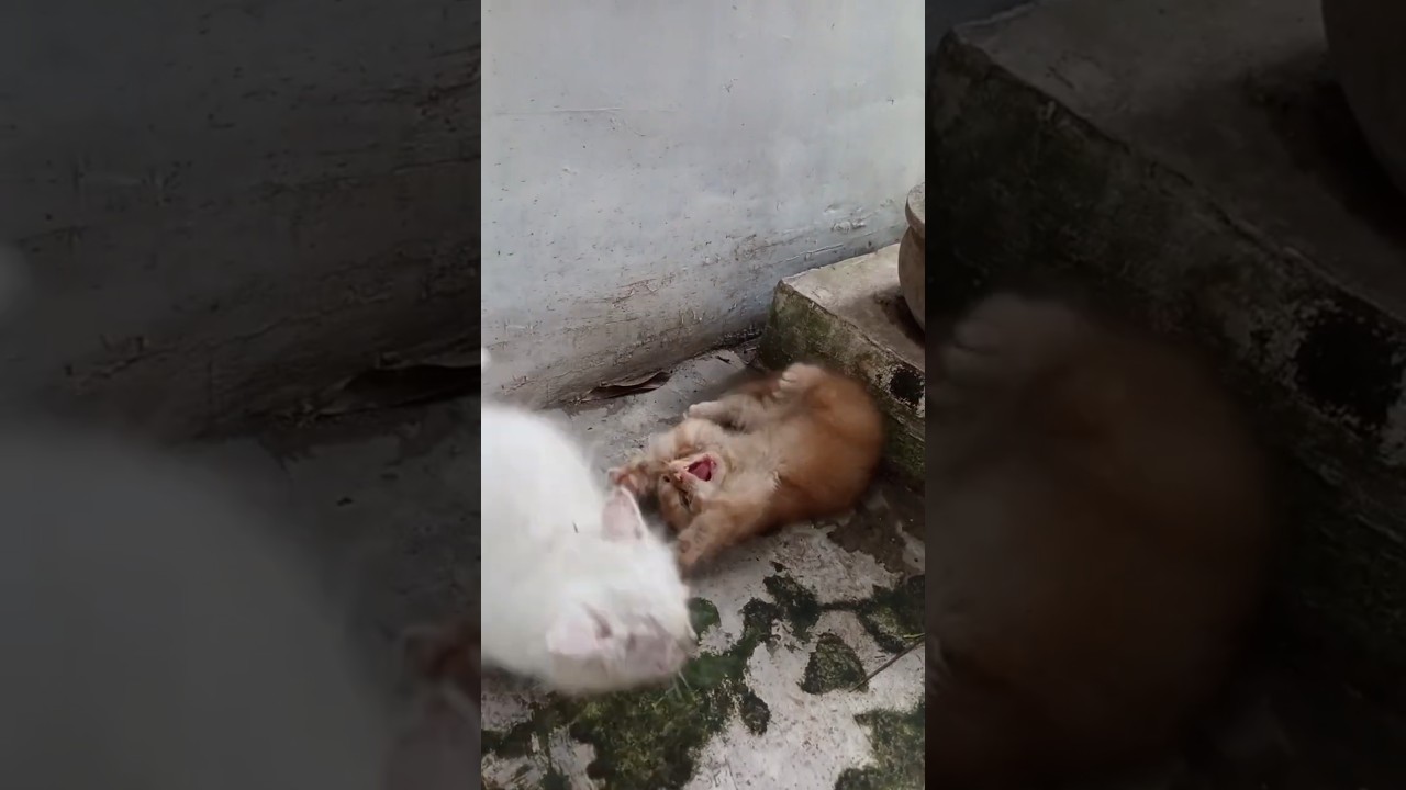 Simba Dan Kimba . Lucu saat bermain. 