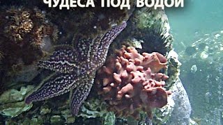 Чудеса под водой. Странные морские животные живущие в Японском море. Чудеса под водой. Странные морские животные живущие в Японском море.