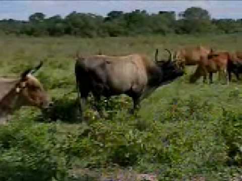 Peão pantaneiro, Preparando o cavalo para recolher a boiada…, Heneide