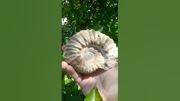 Just Some Fossils - #Fossils #Fossil #Crystals #Geodes
