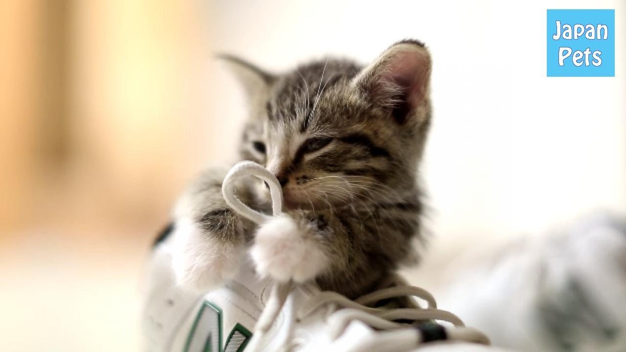 pets at home 子猫のお気に入りの場所はシューズの中?可愛すぎるシューズ子猫♪ - Japan Pets