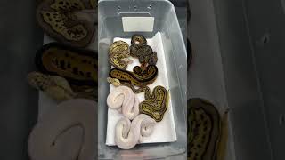 Last Ball Python clutch from 2022 just hatched and shed! Profile