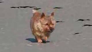 Synerwich Norwich Terriers on the Beach, Cape Cod Dec 2007 by sbrownleger 51,622 views 16 years ago 8 minutes, 5 seconds