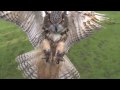 Eagle owl in flight high speed camera AMAZING slow  motion camera