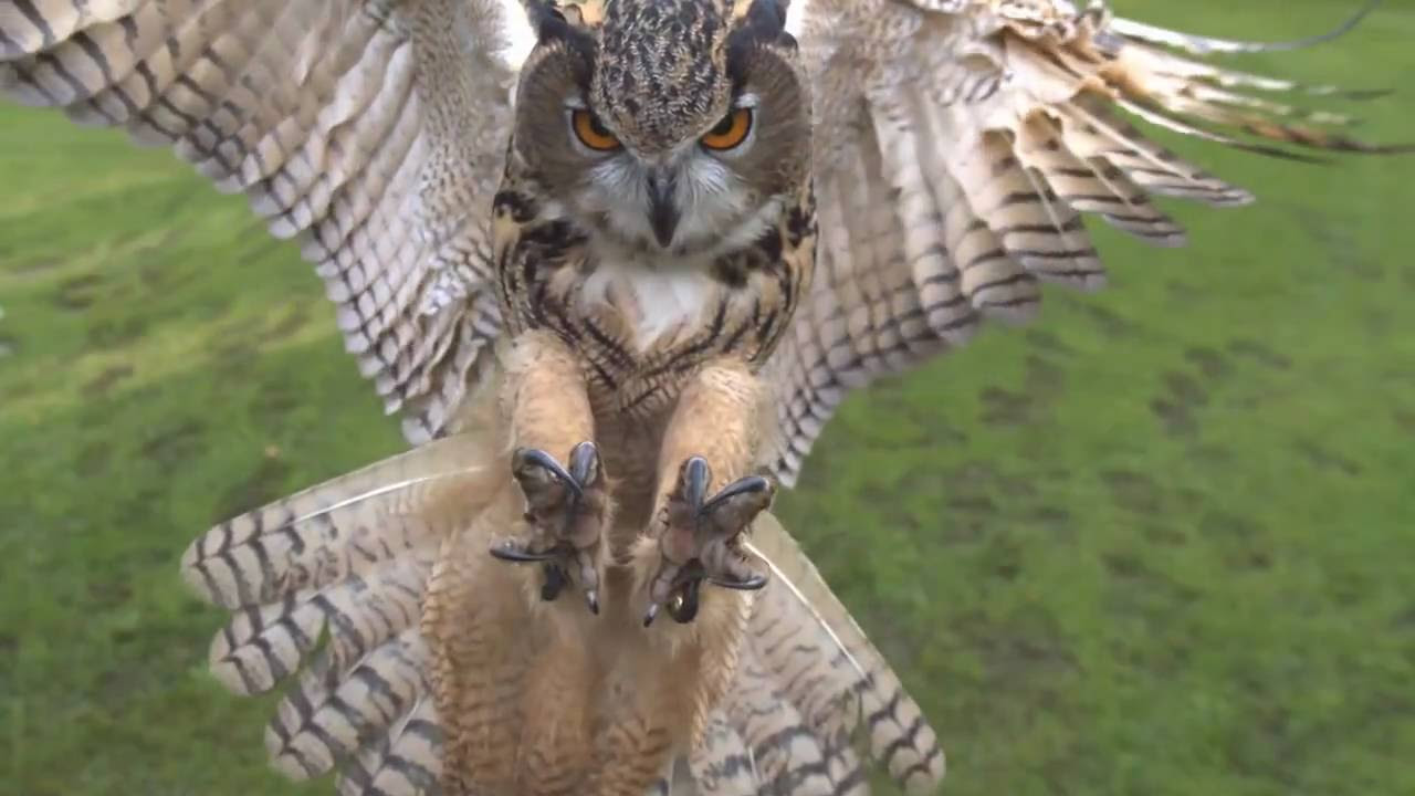 What is the symbolic meaning of seeing an owl?