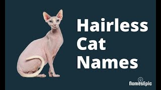 20 Best Hairless Cat Names - Sphynx Cat Names by NamesEpic 571 views 2 years ago 1 minute, 40 seconds