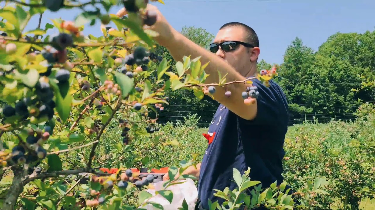 Blueberry picking in Pungo blueberry farm in Virginia Beach VA YouTube
