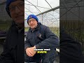 Melanzane Bianche: le preferite dagli chef #mattthefarmer #aziendaagricola