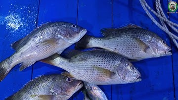 Câu cá hồng,Câu jig trúng mánh cá hồng.Câu cá gần bờ...!!!