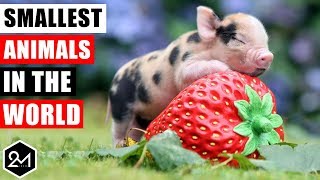 Top 10 Smallest Animals In The World 2017