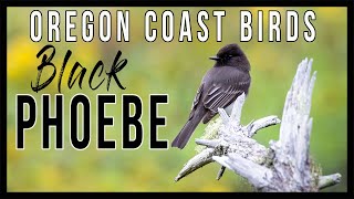 Black Phoebe - Flycatcher Bird • Calling, Chirping and Foraging in the Lagoon • Oregon Coast Ep 5