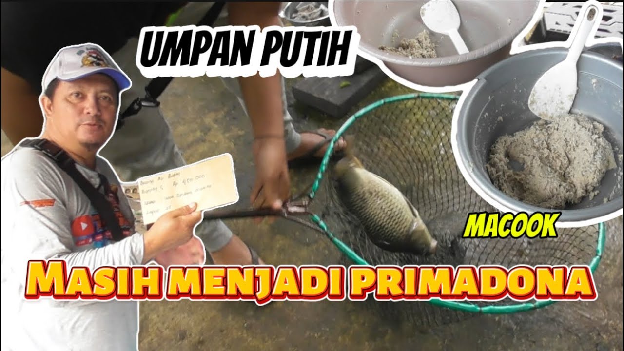 UMPAN PUTIH IKAN MAS || MASIH MENJADI PRIMADONA LOMBA HARIAN GALATAMA || SUPER AMIS