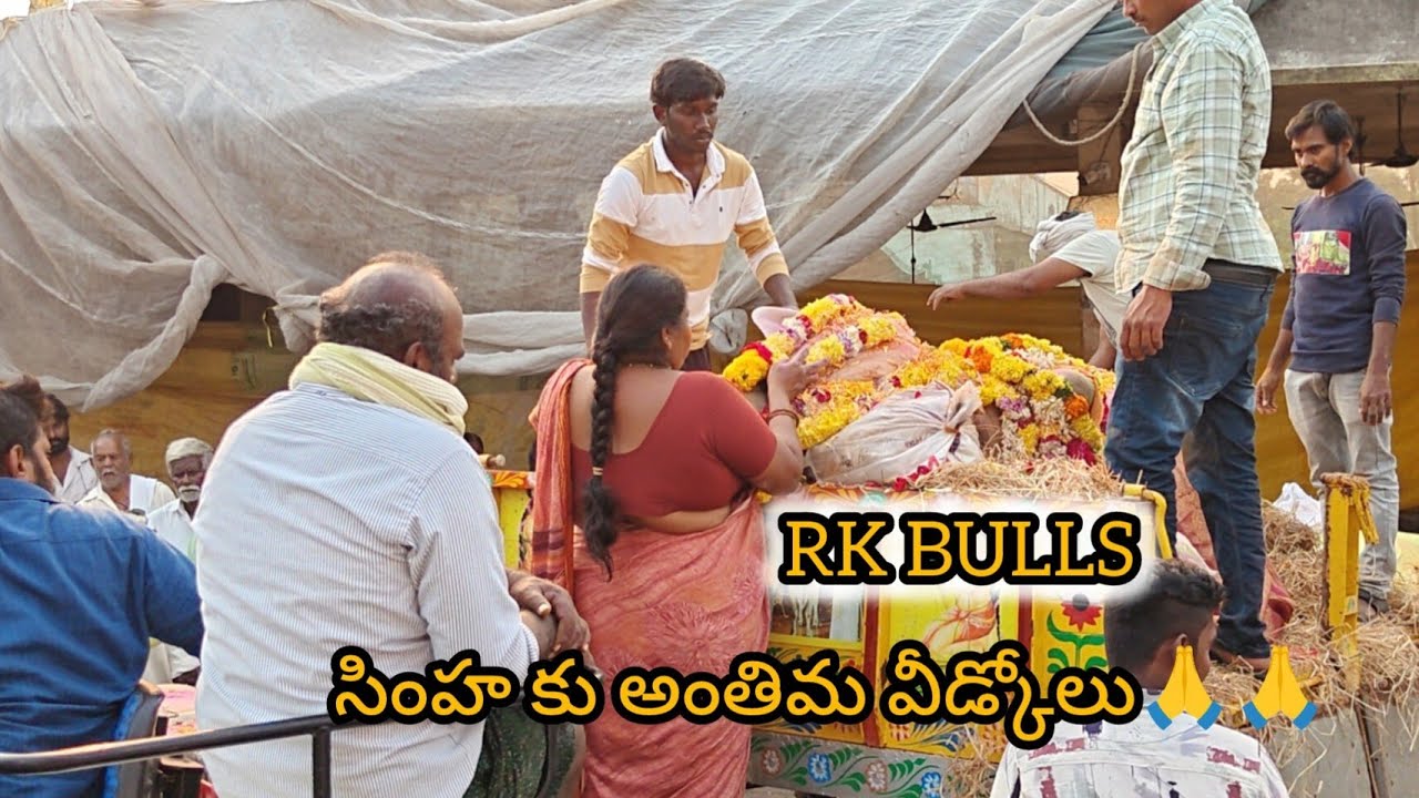RK BULLS || సింహ కీ చివరి వీడ్కోలు ఓం శాంతి రా బసవ 🙏🙏🙏