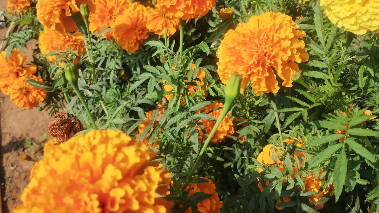 Marigold plant care/How to pollinate marigold 