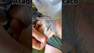 Atacado por macaco 🙈 #macacoprego #ataque