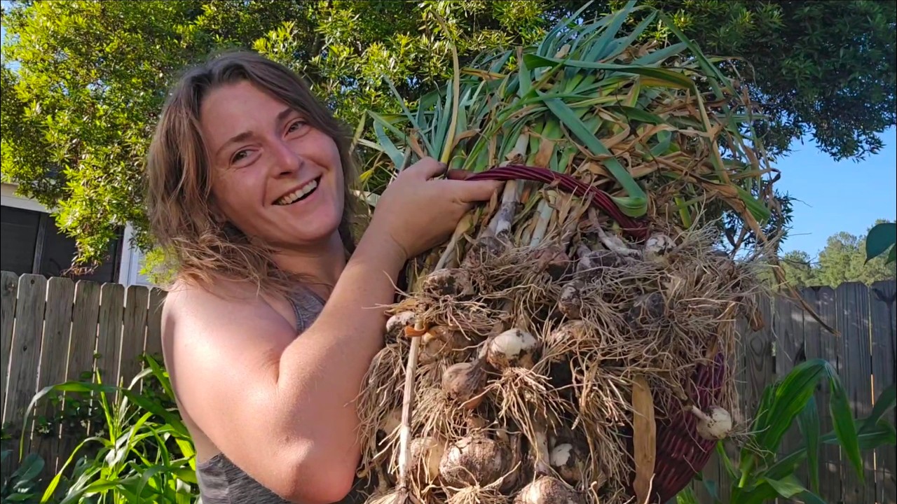 That is Slightly Absurd-Harvesting and Drying Softneck Garlic