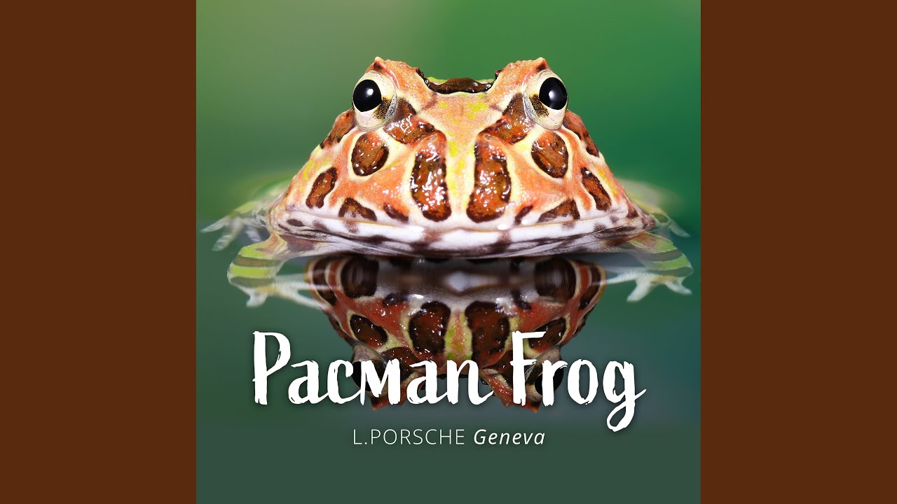 Watch Pacman Frog on YouTube Watch Pacman Frog on YouTube
