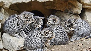 Großer Wurf im NP Bayer. Wald: 5 Baby Wild Katzen kommen aus Geburts Höhle