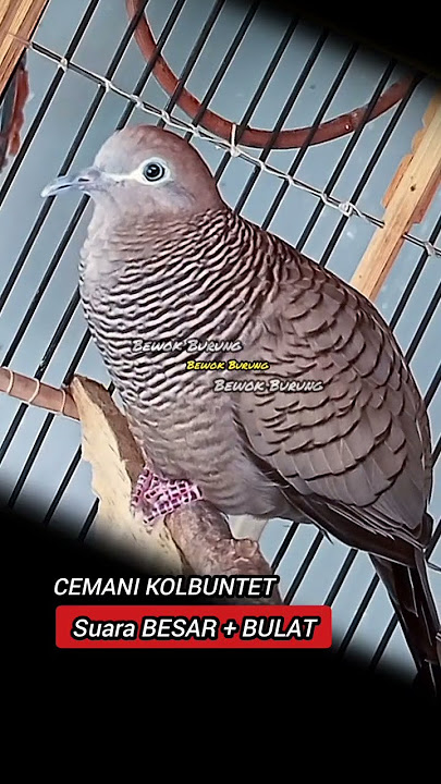 Perkutut Hitam Cemani Kolbuntet