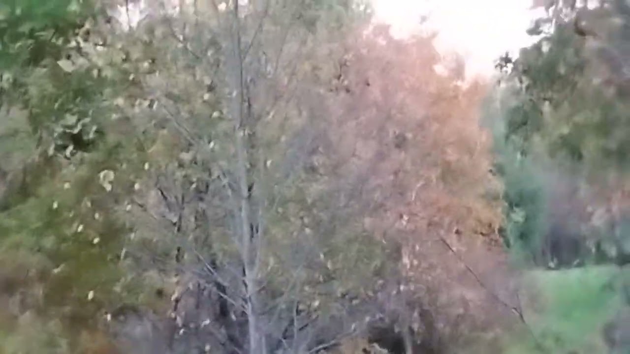 October the 13th crossbow hunt saw a couple deer tonight with Jasper in the stand with me!